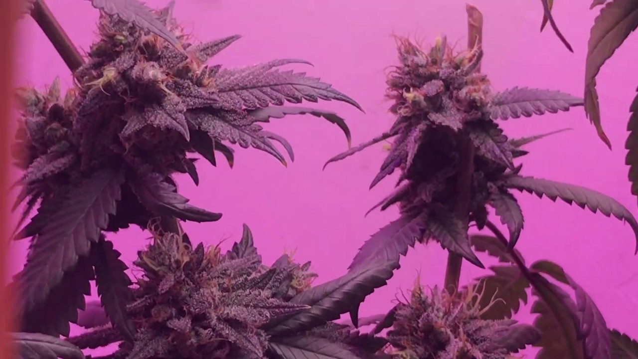 Last Flush before Harvesting 2 Blue Mountain Cannabis Kush Plants