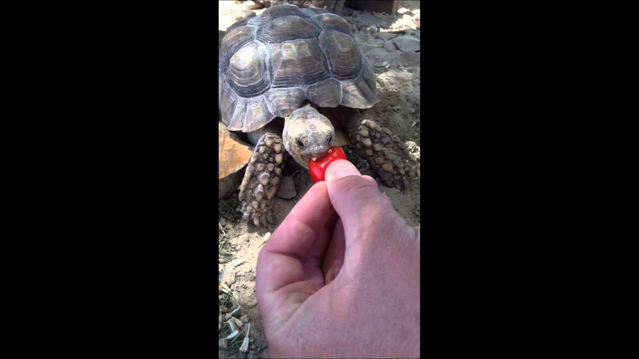 Littlefoot gets a treat