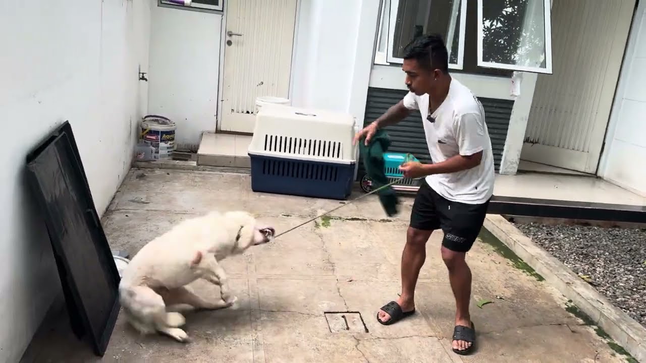 PERUBAHAN ANJING GANAS JADI ANJING BAIK ‼️KOMANG DARI BALI