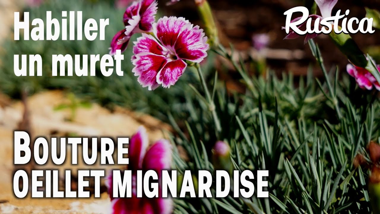 Fleurir un muret de pierres sèches avec des boutures d’œillet mignardise