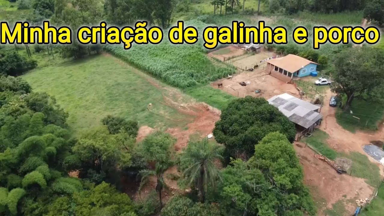 Em pequena propriedade trabalhando com o que gosto...@lucaspereiralima