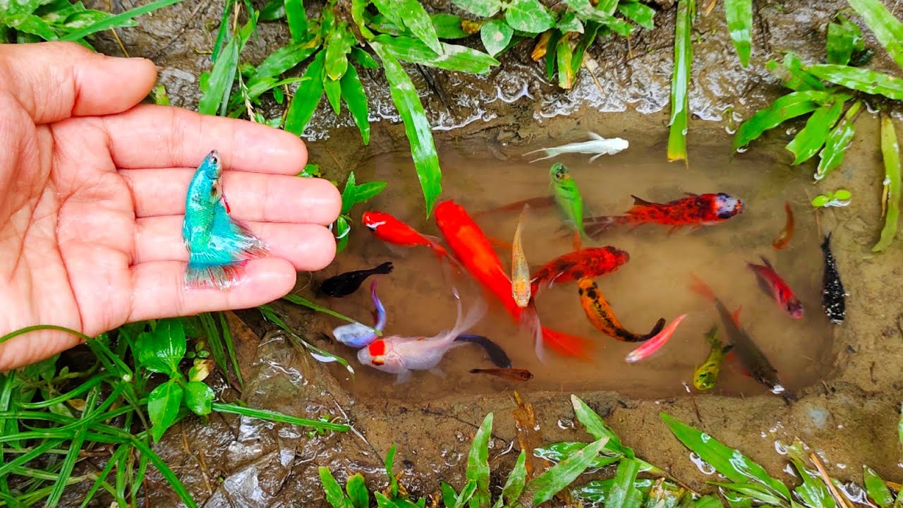 Wadidaw! Serok ikan cupang warna warni, ikan molly balon, ikan mas, ikan hiu, ikan channa, ikan lele