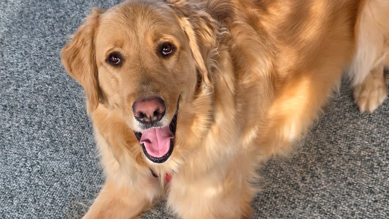 Murphy Pet-Sitting Day 1 