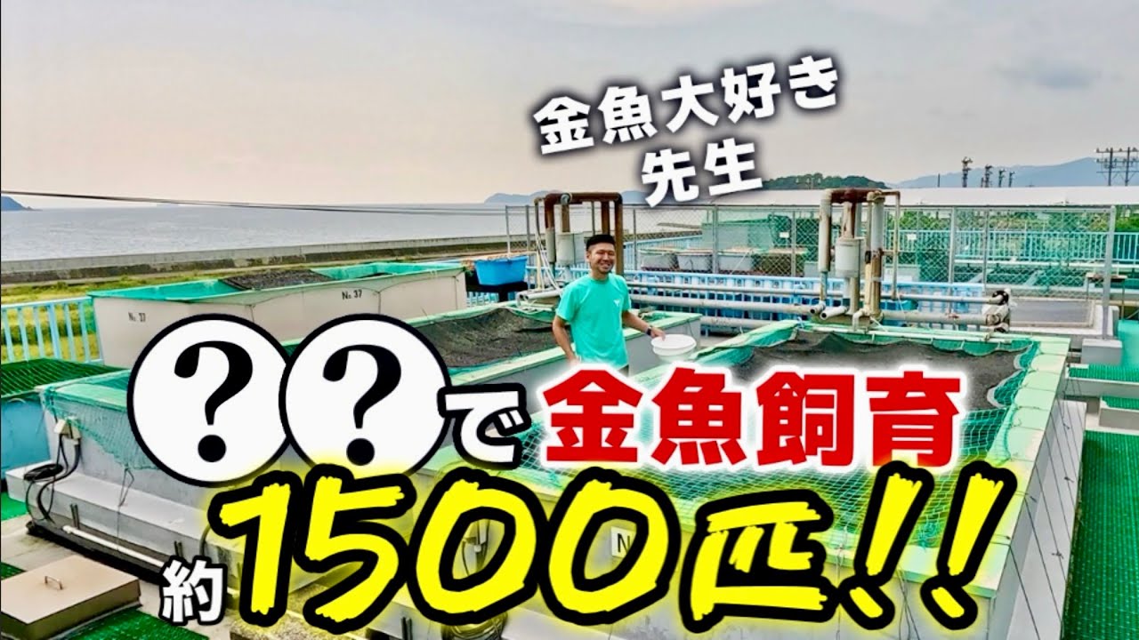 【金魚先生】とにかく規模が凄い！金魚愛に溢れる教師と生徒が作り出すハイレベルな金魚をご覧下さい‼︎