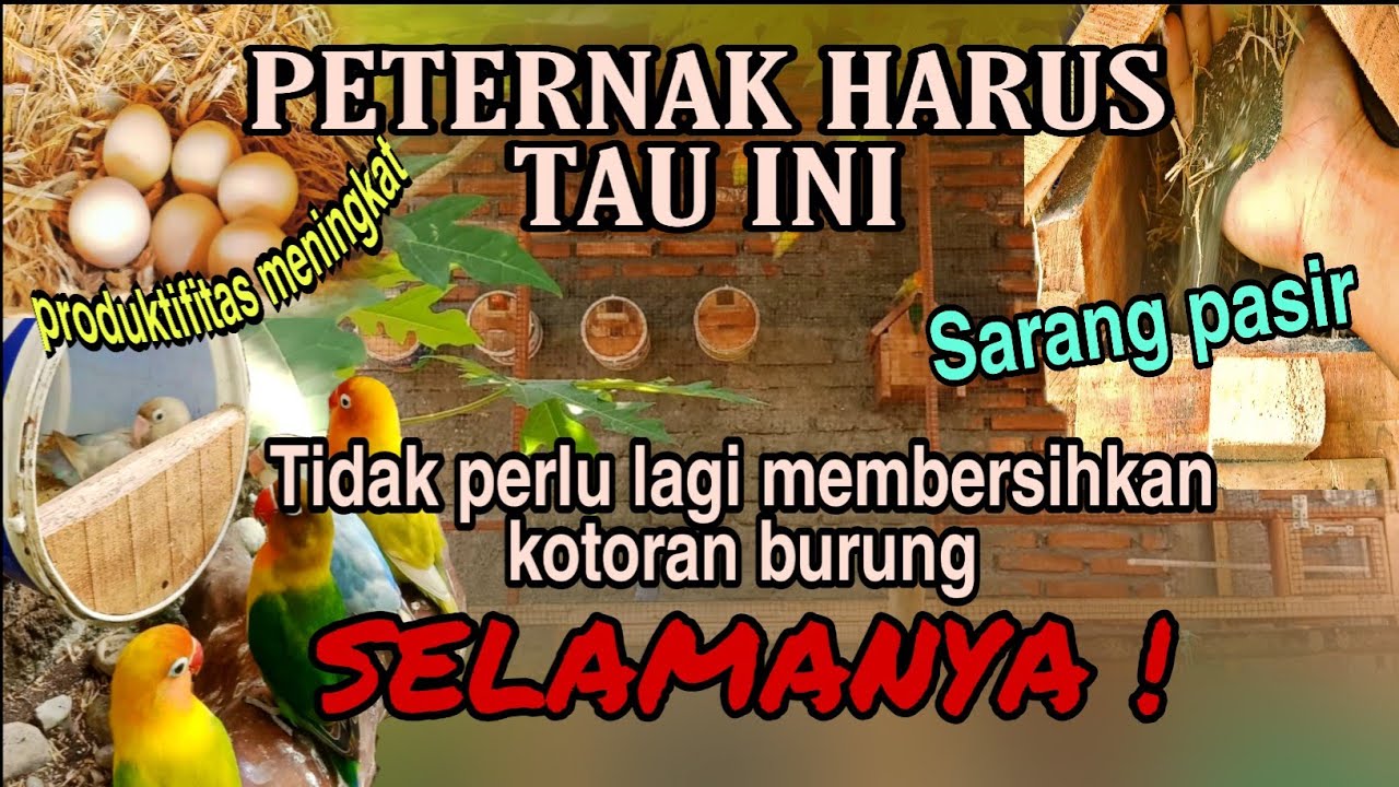 TERNAK LOVEBIRD SISTEM KERING - 100% TERBUKTI MUDAH TANPA RIBET / Kandang Koloni Lovebird #lovebird