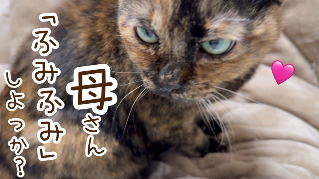 『ふみふみ』と猫吸いで癒されまくる飼い主　猫blog #サビ猫 #茶トラ #cat 