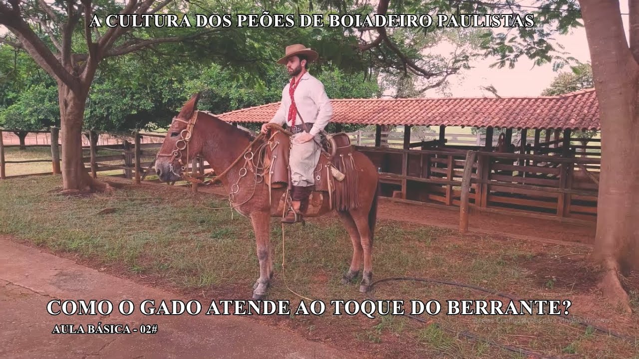 COMO O GADO ATENDE AO TOQUE DO BERRANTE