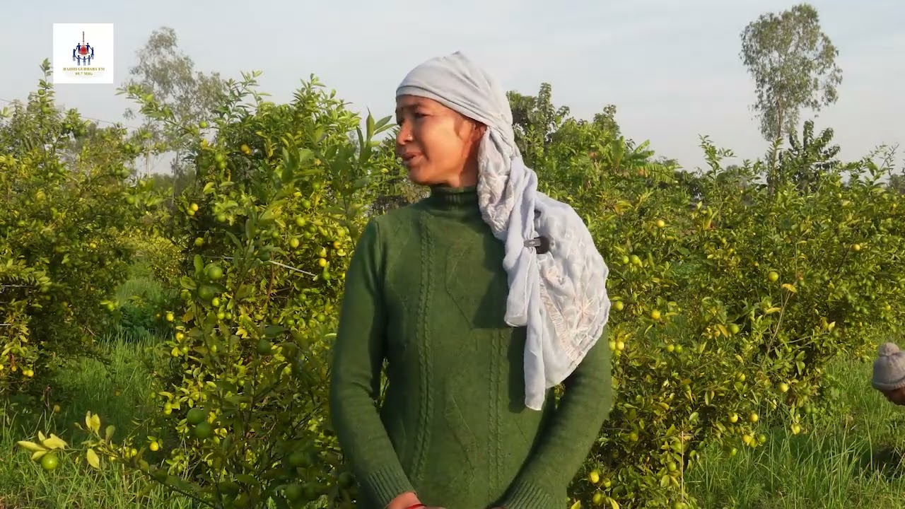 मोतिपुरकि सीता थारुको कागती खेती ।