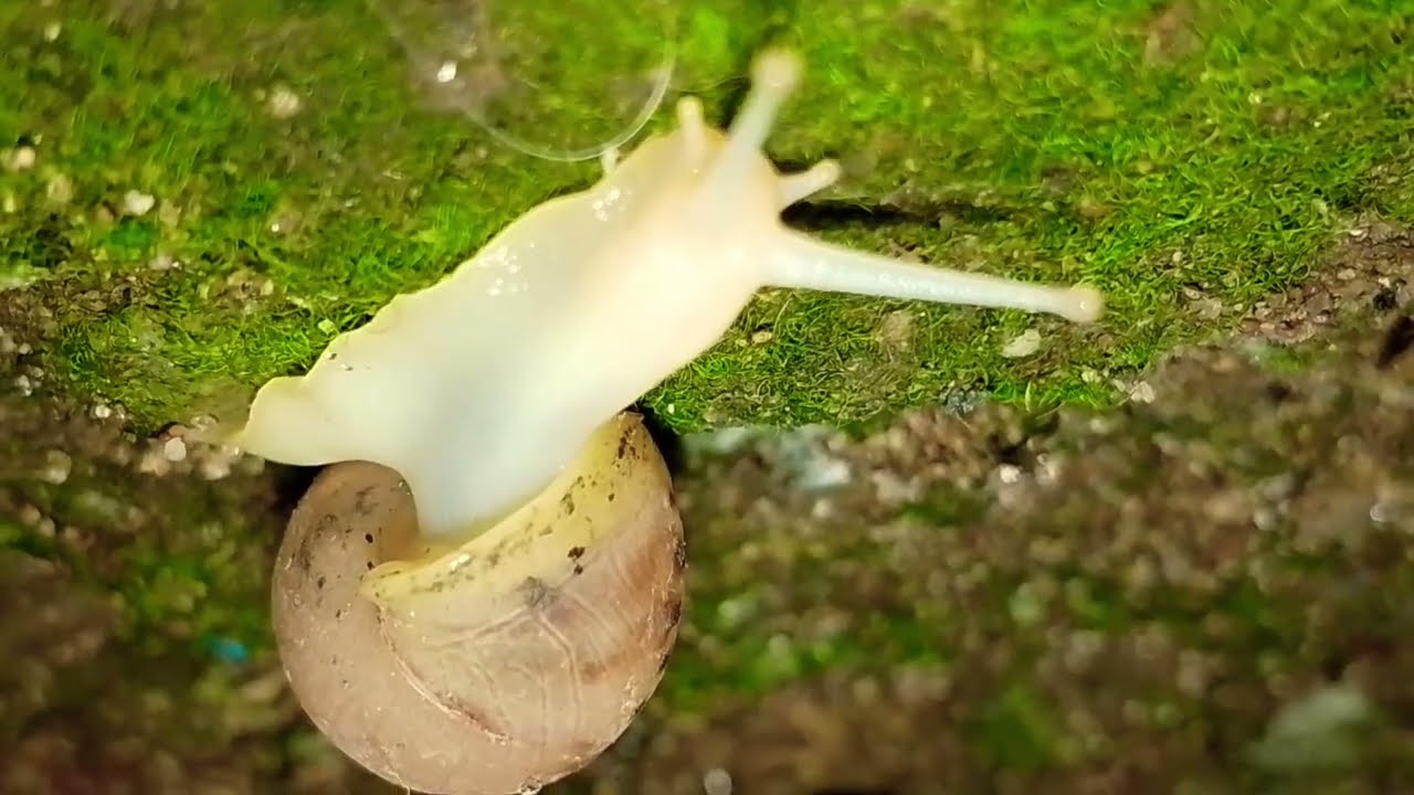 The migration of a group of snails 