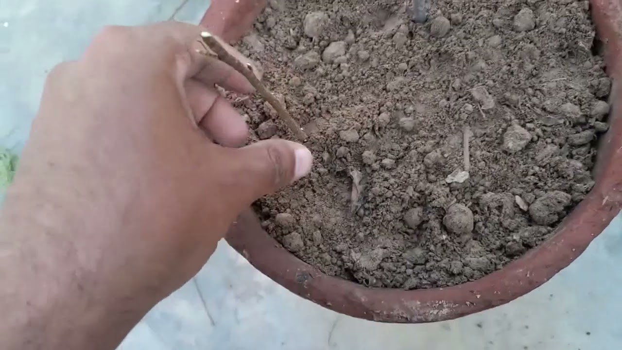 Khagal the desert tree || livestock & gardening kingdom
