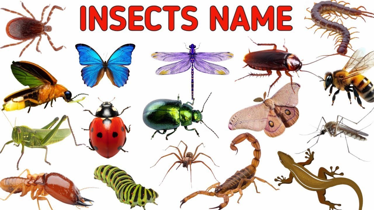 Insects Name | Learn Insects Name for kids in English | Names of insects|