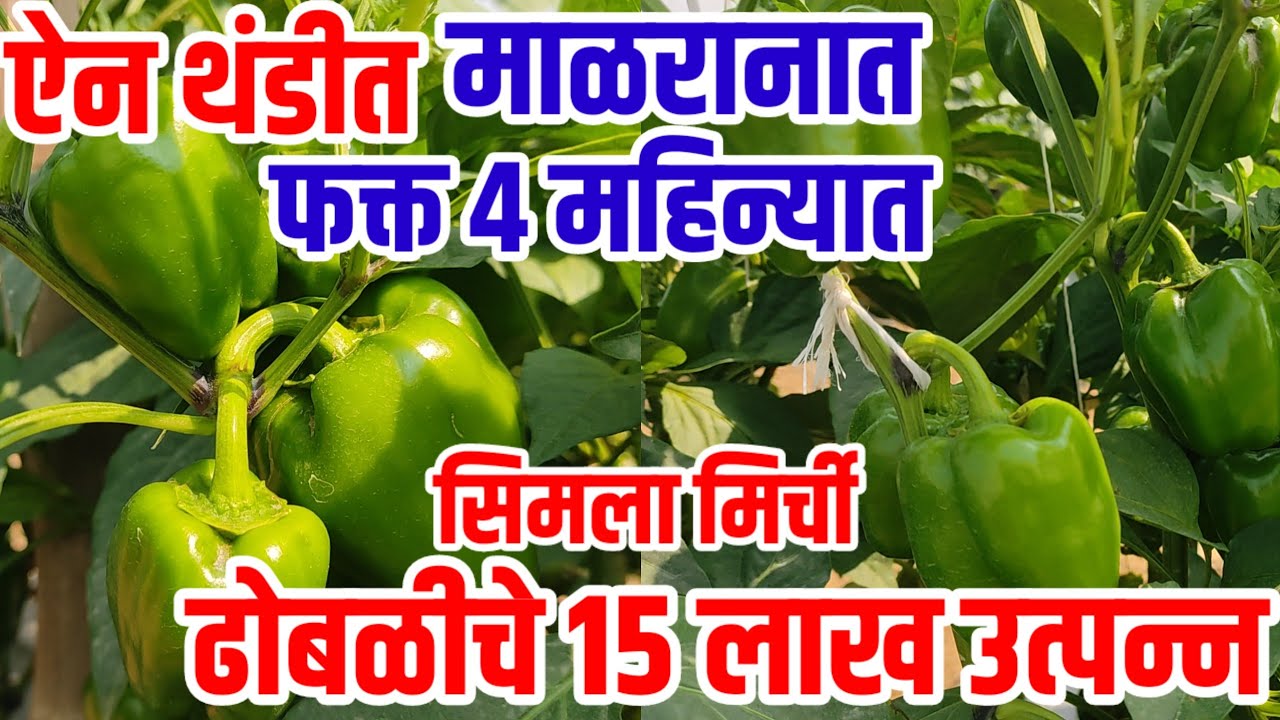थंडीत 4 महिन्यात ढोबळीचे 15 लाख,मिरचीचे भरघोस उत्पन्न,माळरानावर मोठी कमाई,Simala_mirchi,vision varta
