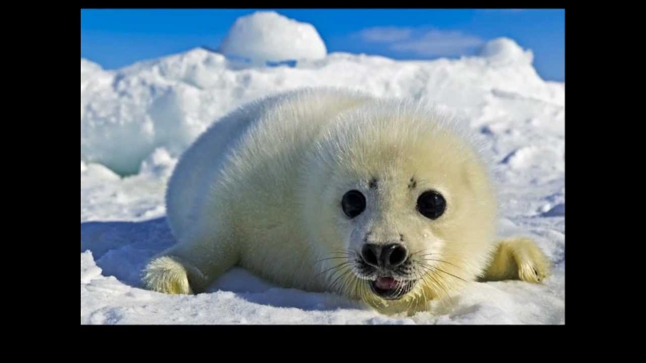 The Seal Lullaby - Eric Whitacre & The Eric Whitacre Singers