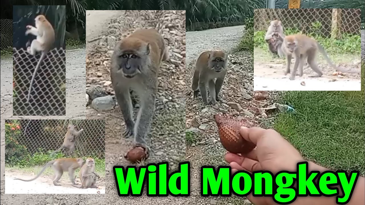Wild Monkey Berries With Salak Fruit