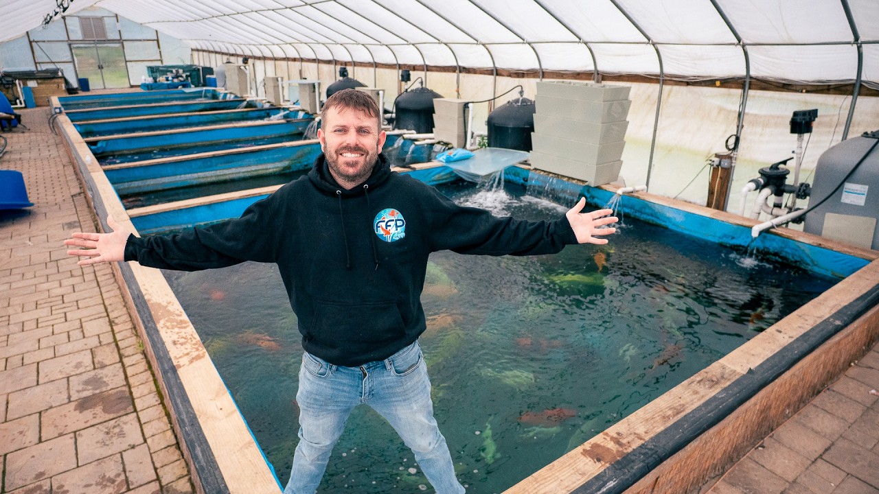Tour of Biggest Japanese Koi Importer in the US - Fitz Fish Ponds | PARAGRAPHIC Origins