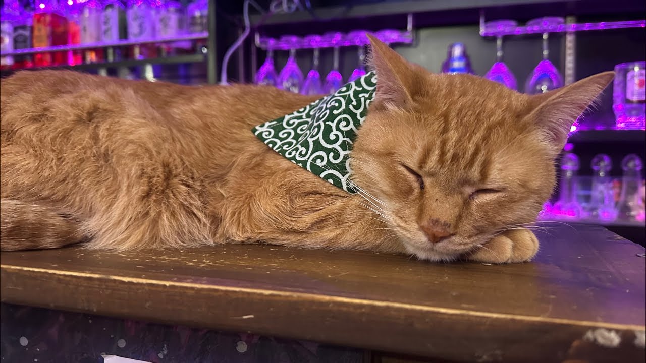 【定点カメラ】猫バーからの予測不能な猫配信＠新宿歌舞伎町　取締役：権蔵と愉快な仲間たちの猫配信　【50いいね！】毎におやつタイム‼️職業かわいい〜GONZOちゃんねる 〜【寝落ち、睡眠導入に最適】