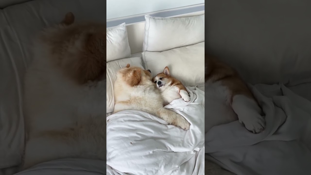 CHOW CHOW & CORGI SLEEPING IN BED TOGETHER | Life with Crumpet The Corgi & Butter The Chow Chow