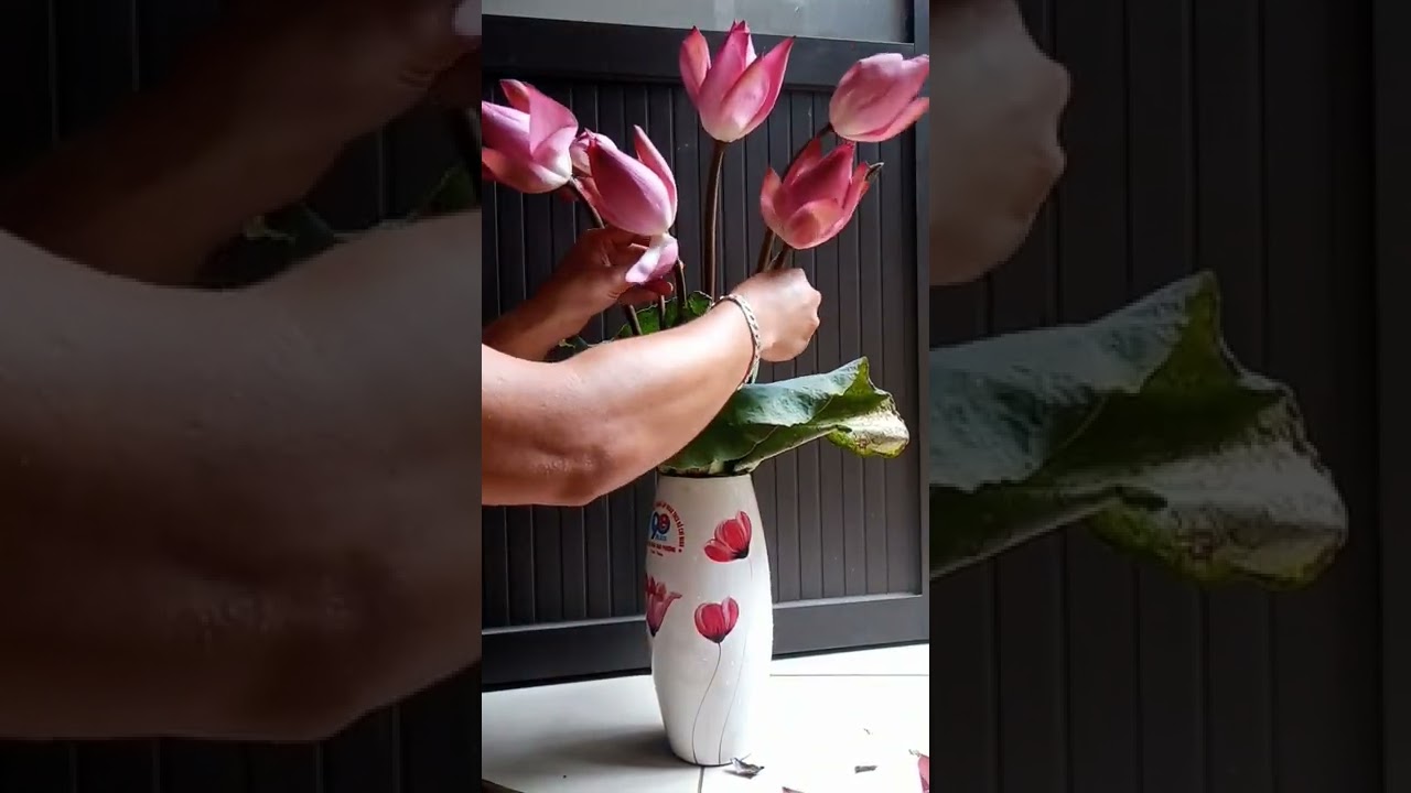 Cắm hoa Sen vào bình đơn giản/ Yêu chữ đẹp thầy Sơn