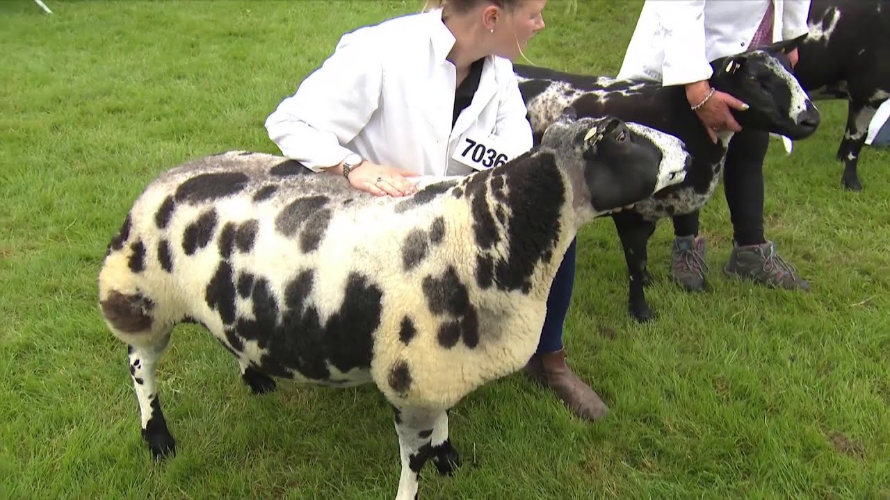 Defaid Smotiog Iseldiroedd | Dutch Spotted Sheep