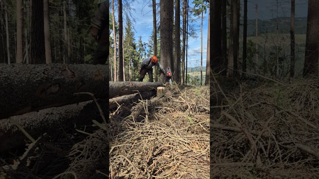 Baumfällung Efco MT6300. Ratlosigkeit macht sich breit. First Cut!!!