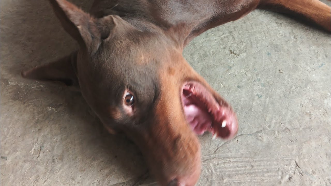 Doberman dog Live