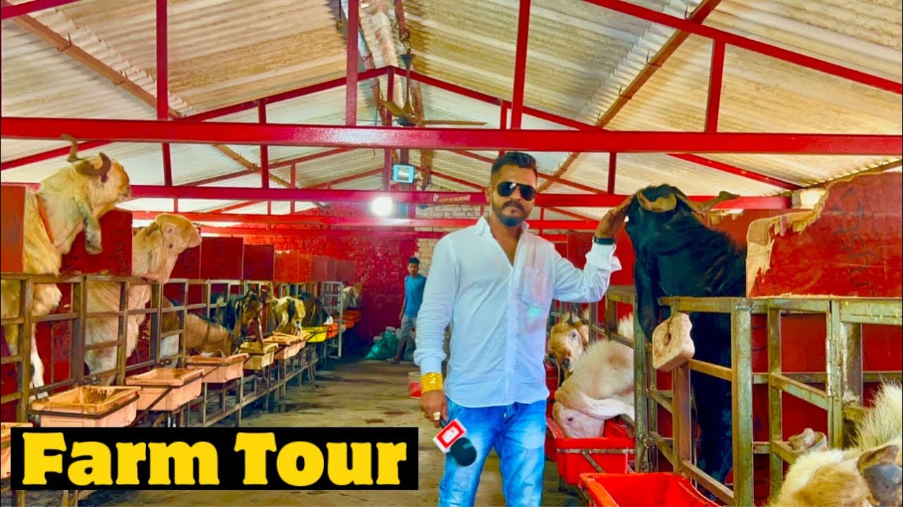 MD Goat Farm Full Tour & Some Shocking Revelations
