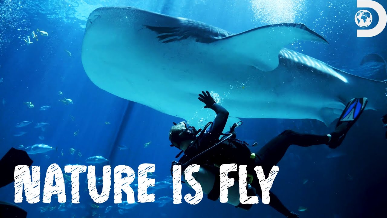 Luke Tipple and Aria Johnson Swim With Sharks?! | Nature Is Fly | Discovery