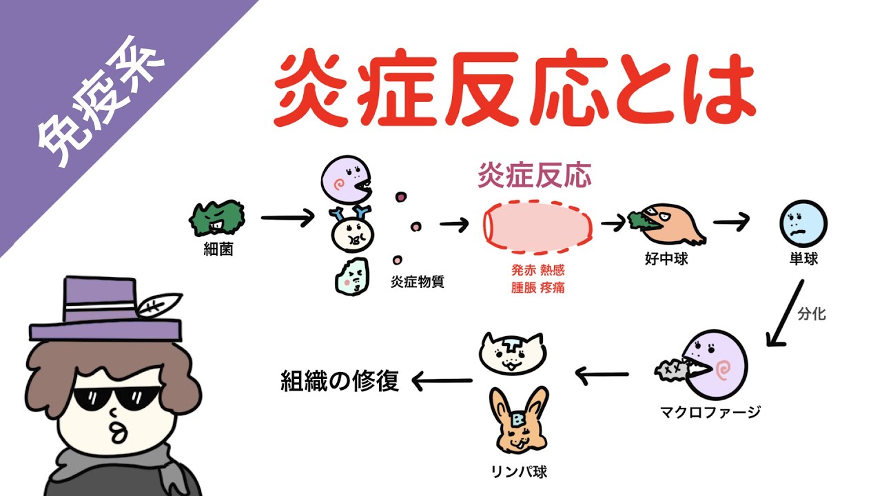 炎症反応の過程（細菌感染）