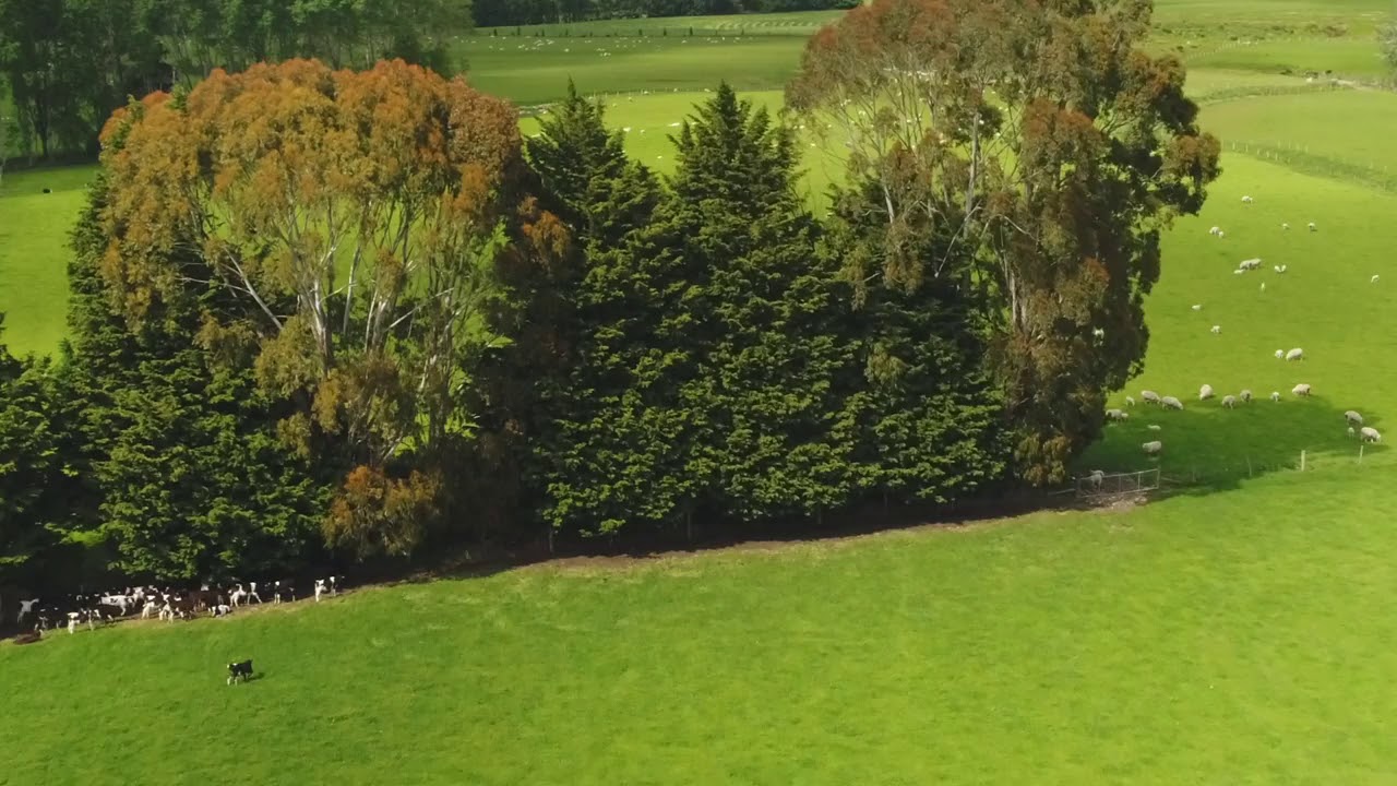 Birchgrove RMPP Drone footage
