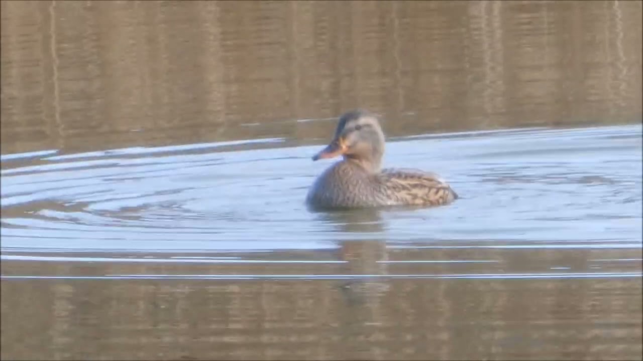 Aves en las lagunas de La Guardia (Toledo) 18-1-2026
