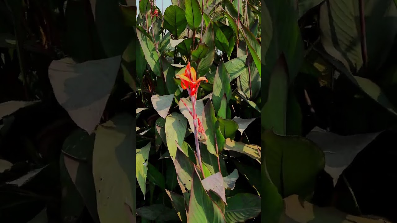How To Grow Canna Lilies RIGHT Way at RIGHT