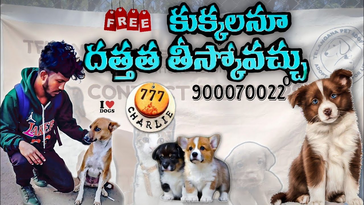 Adopt A Street Dog Through Telangana Pet Adoption Union On Every Sunday