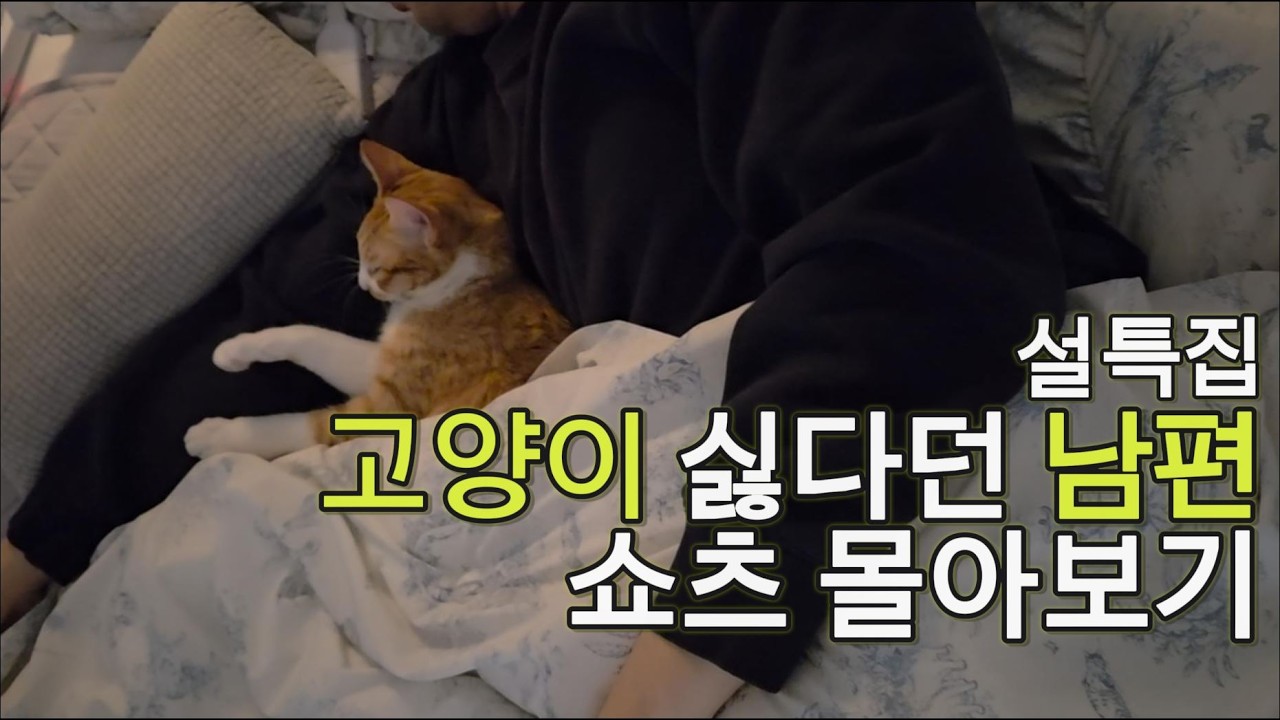둘째 고양이 들이면 내다 버린다던 남편... 74만 명이 열광한 내 남편과 내연냥 몰아보기 #우리집명숙이 #설특집 #내연냥