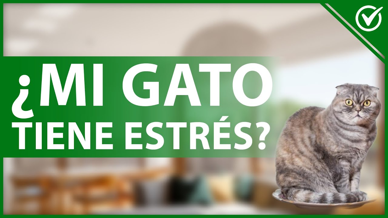 🐱 ¿Cómo SABER si mi GATO está ESTRESADO? - Todos los síntomas y causas 😣🐱