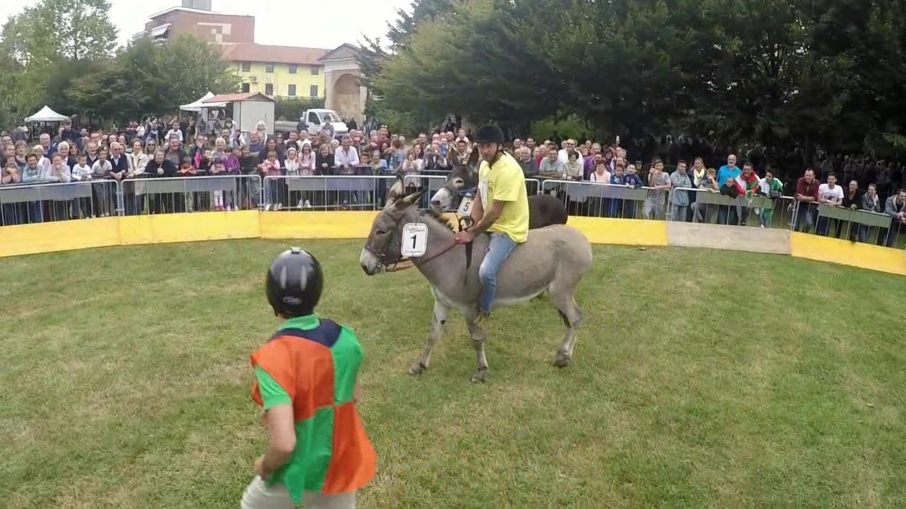 Borgomanero Palio Asini 2017