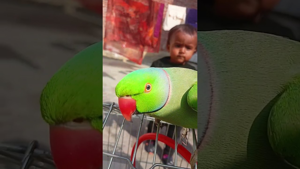 parrot 🦜 talking