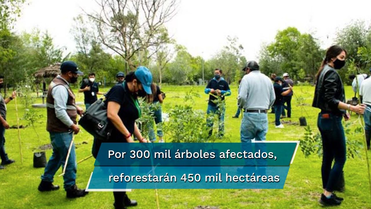 Semarnat garantiza plantar 450 millones de &aacute;rboles en ruta del Tren Maya