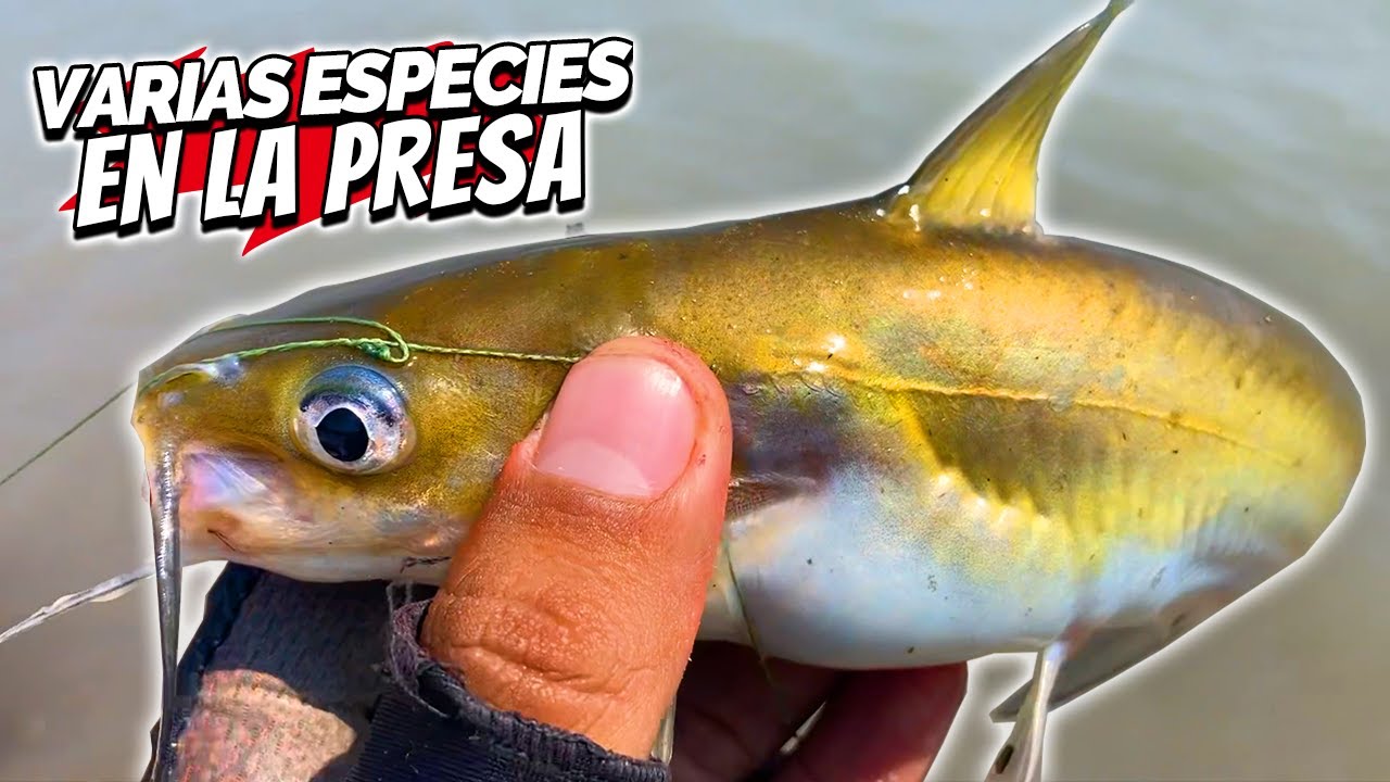 Pesca DE ORILLA en la presa