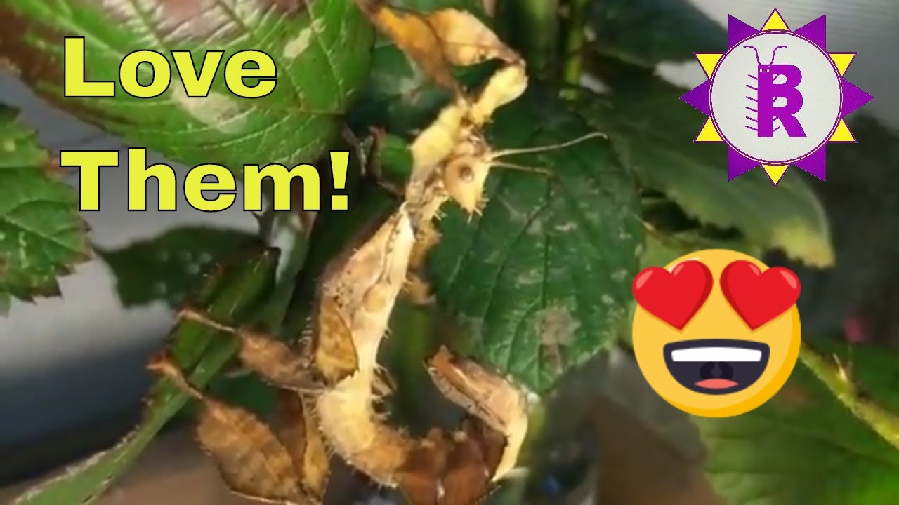 It's Extatosoma tiaratum Time!