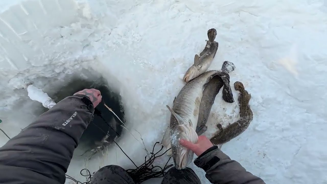 Рыбалка у чëрной дыры. Серия сорок два. 