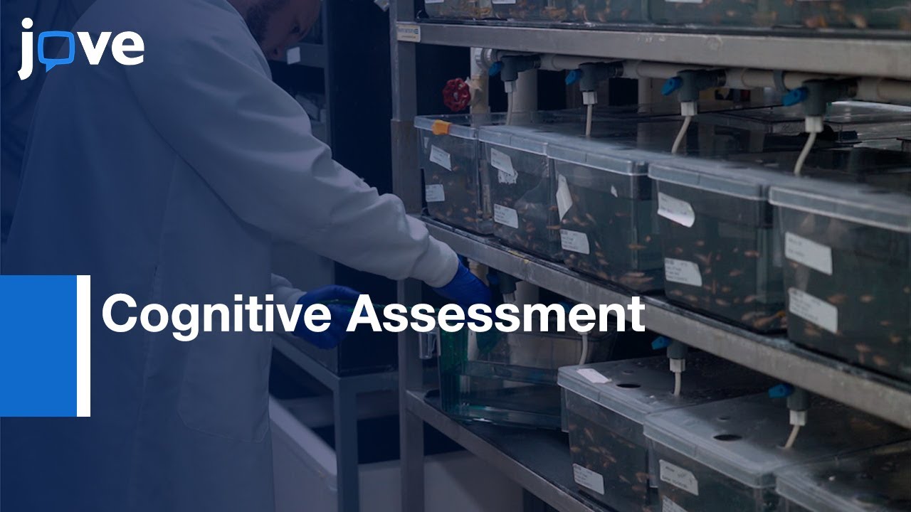 Shuttle Box Assay for Cognitive Assessment | Protocol Preview