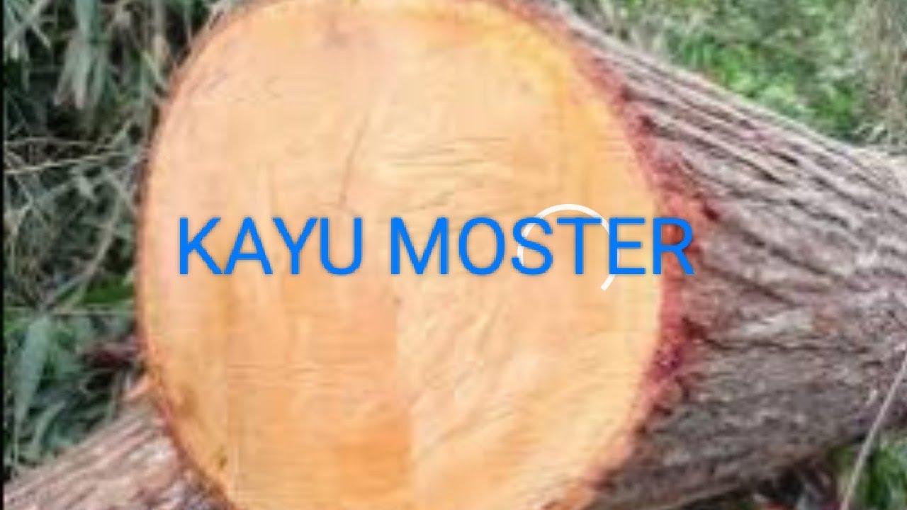 kayu moster!! Tak disangka sleng patah,lihat apa yang terjadi????