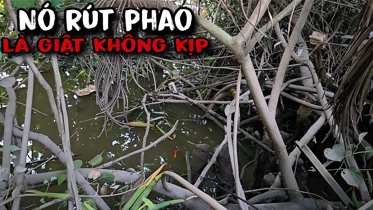Tập 193 - Câu Cá Rô, Cá Trê Sông Trúng Khu Cá Bự Cỡ Này Giật Mới Đã