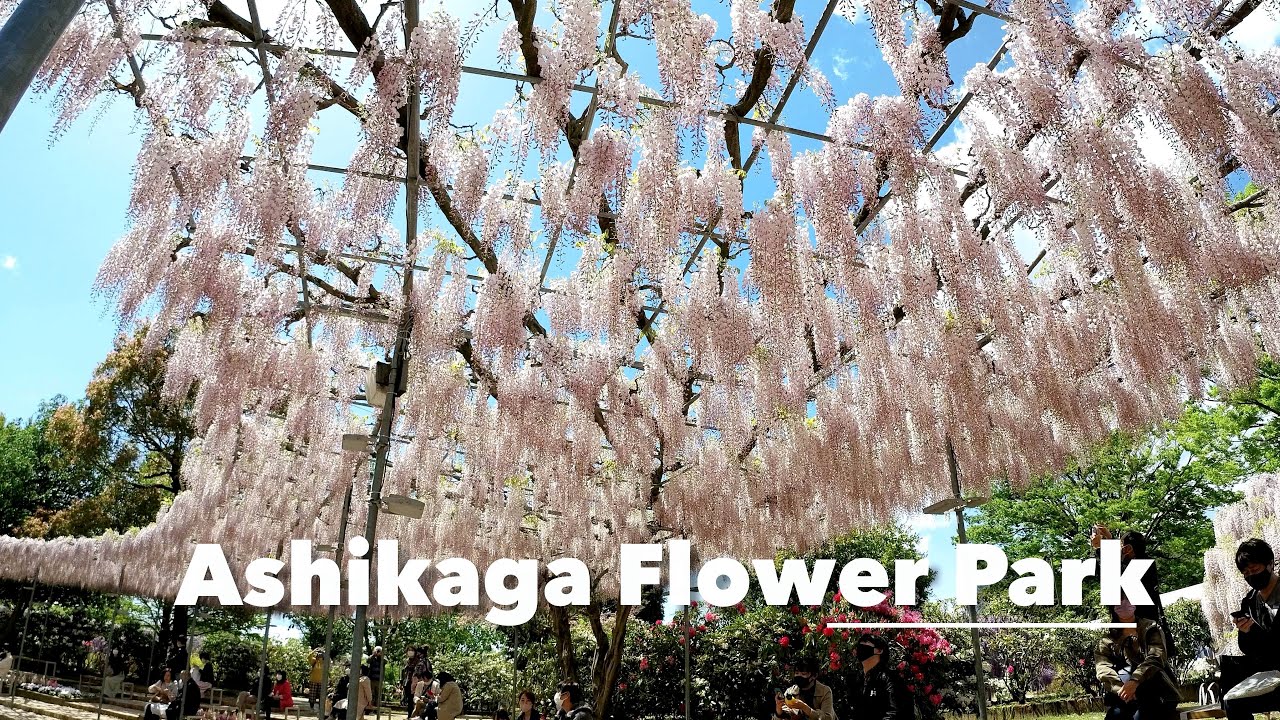 ASHIKAGA FLOWER PARK - World’s Most Beautiful Wisteria garden #あしかがフラワーパーク