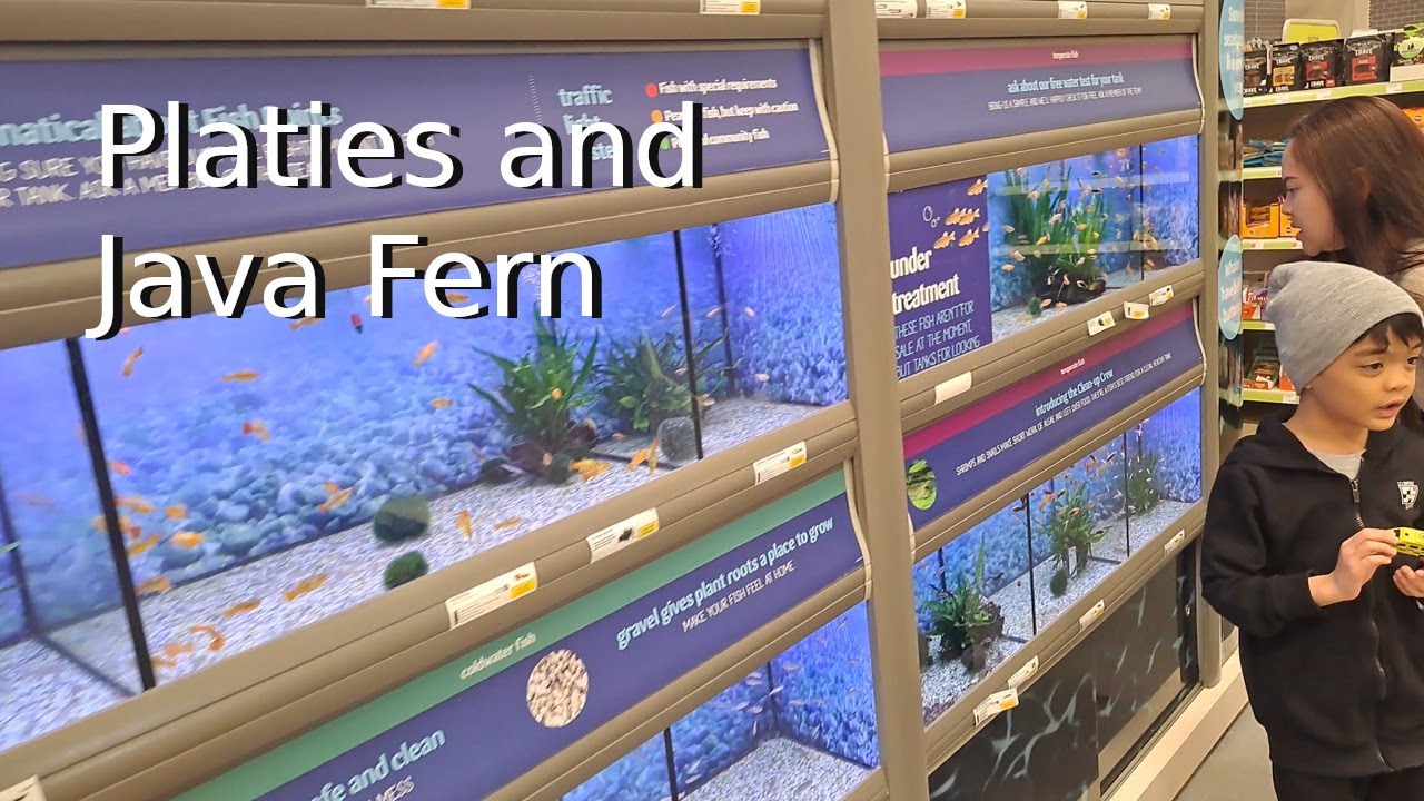After 1 Month Nitrogen Cycle, Bumili Kami ng Platies at Java Fern for the Aquarium