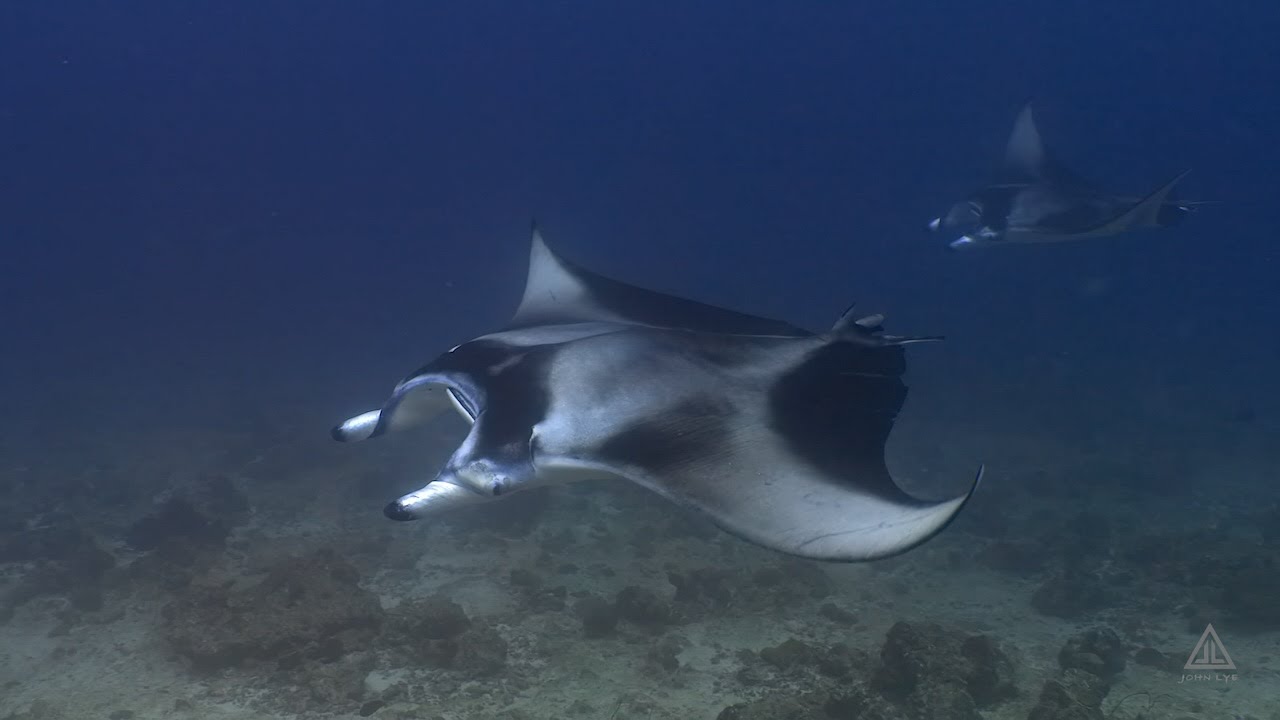 Expedition with Manta Trust Aboard Maldives Master⎮Maldives - Central Atolls⎮2-12 August 2025