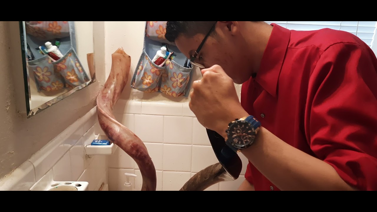 Como limpiar y Curar un Shofar .