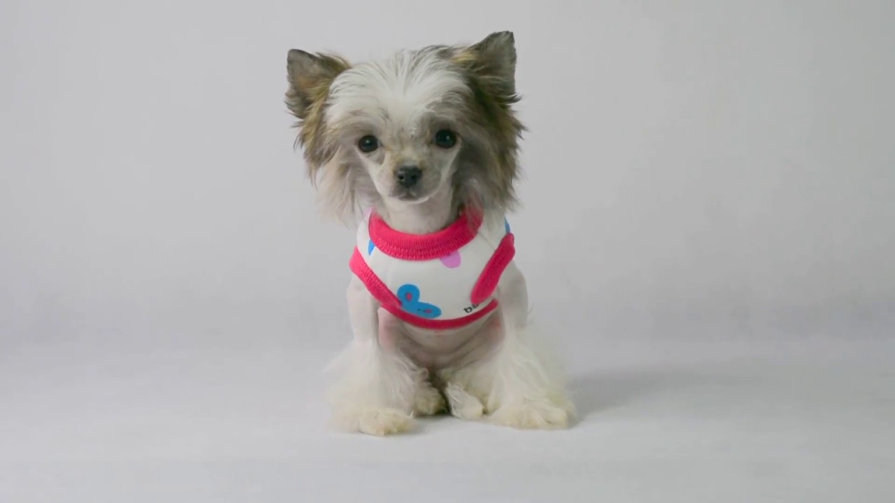 doganddiva com teacup puppy dog clothes designer pet clothing accessories boutique