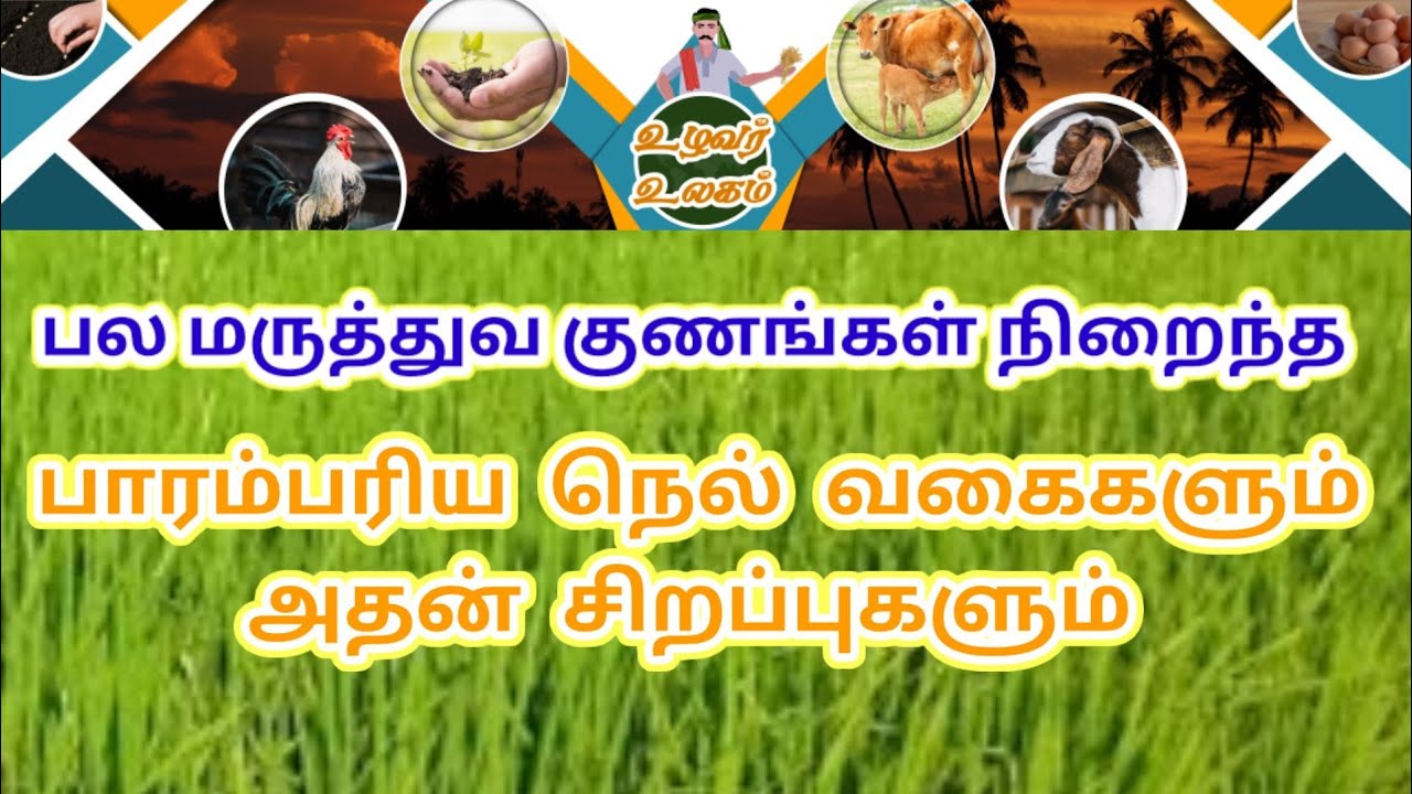 பாரம்பரிய நெல் இரகங்களும் அதன் சிறப்புகளும்  /  உழவர் உலகம்  நிகழ்ச்சி  திருச்சி வானொலி நிலையம்