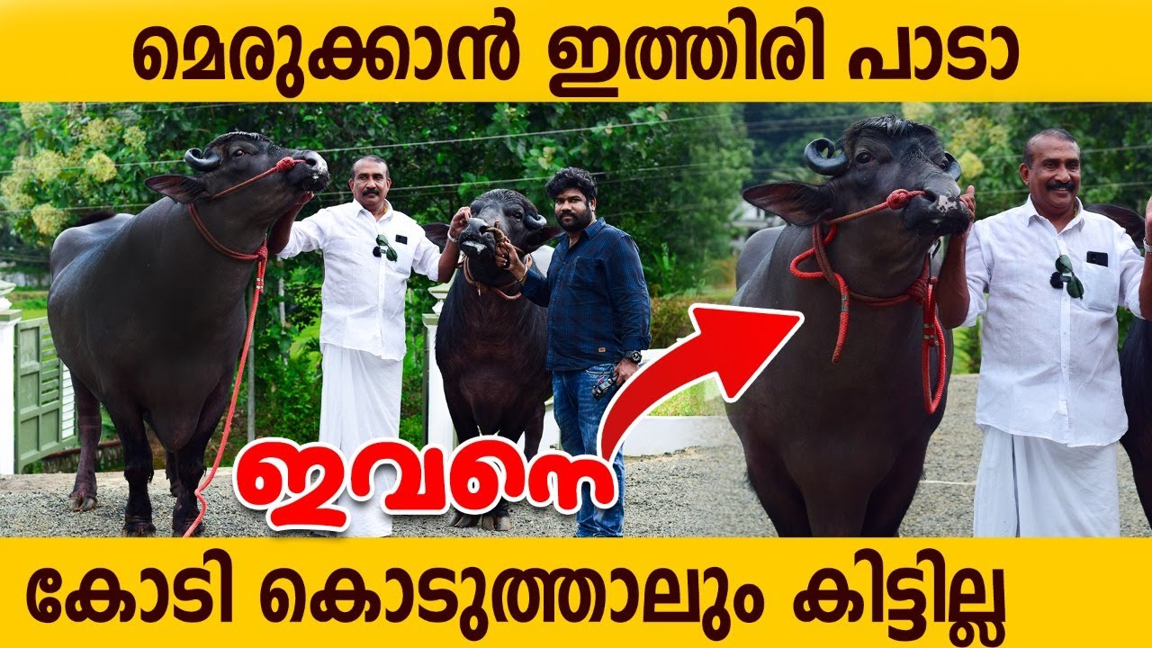 കോടി കൊടുത്താലും ഇവനെ കിട്ടില്ല | INTERNATIONAL CHAMPION BULL| Biggest Murrah Farm in Kerala